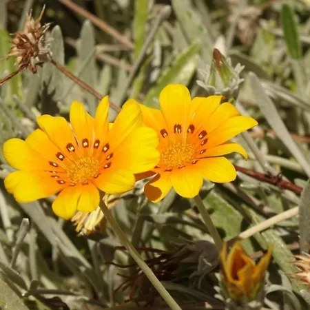 Nyaraló Casa El Sitio
